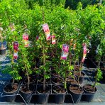 Marhuľo-slivka (Prunus hybrid) ‘SHARKY BLACK’- výška 110-130 cm, kont. C7L, stredne skorá